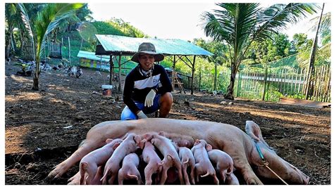 overdue na inahing baboy|Nanganak na ang Overdue na Inahing Baboy!!/ Ilan .